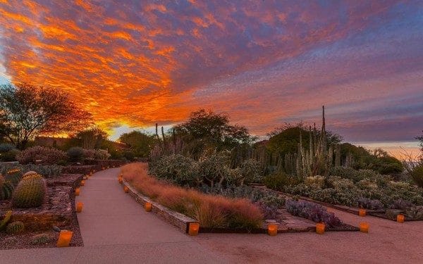 Las Noches de las Luminarias. Photo by Adam Rodriguez for Desert Botanical Garden