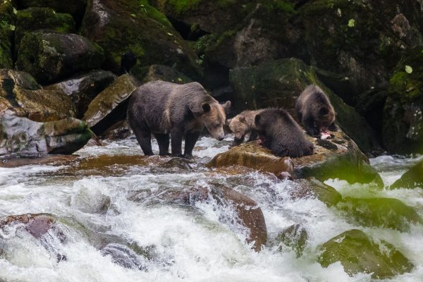 Bears catching salmon - British Columbia's First Nations people