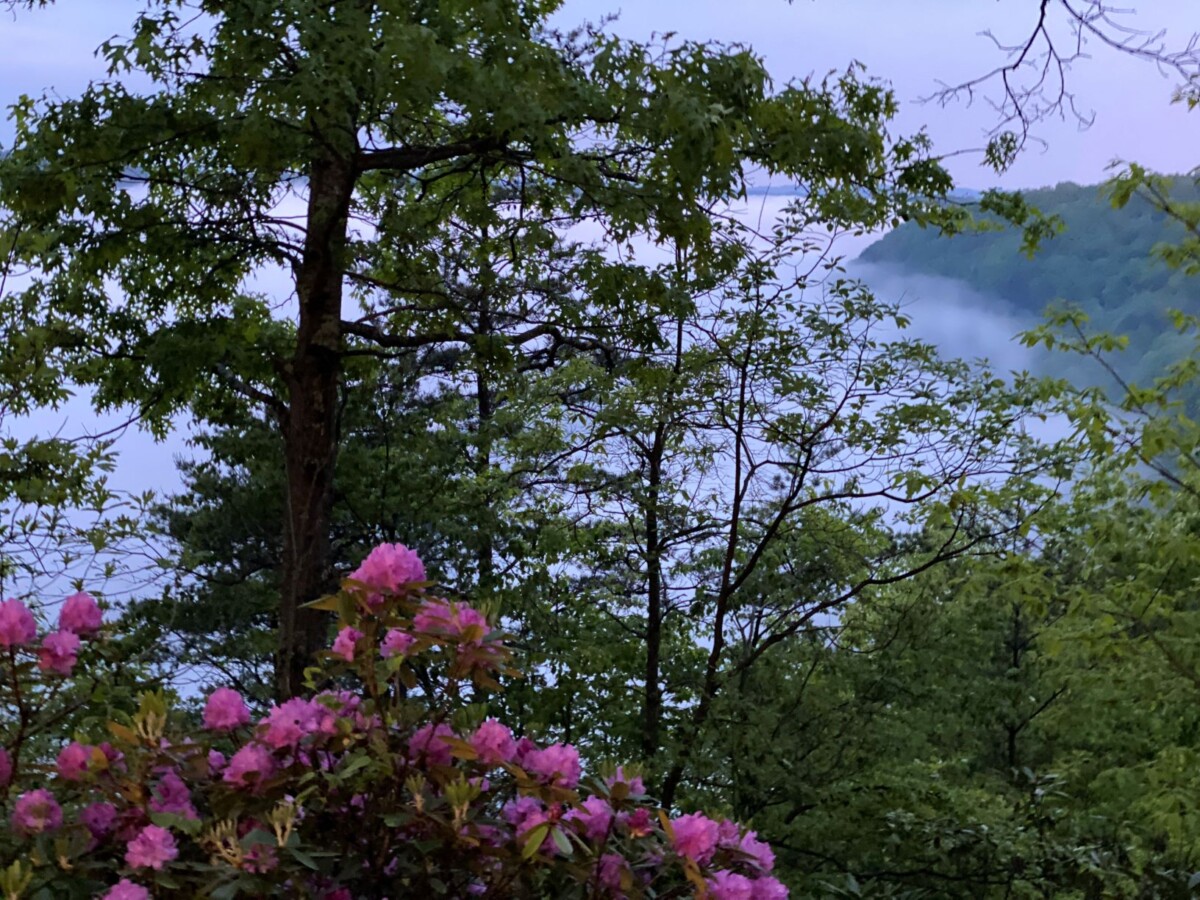 rhododendrons at New River Gorge - New River Gorge National Park
