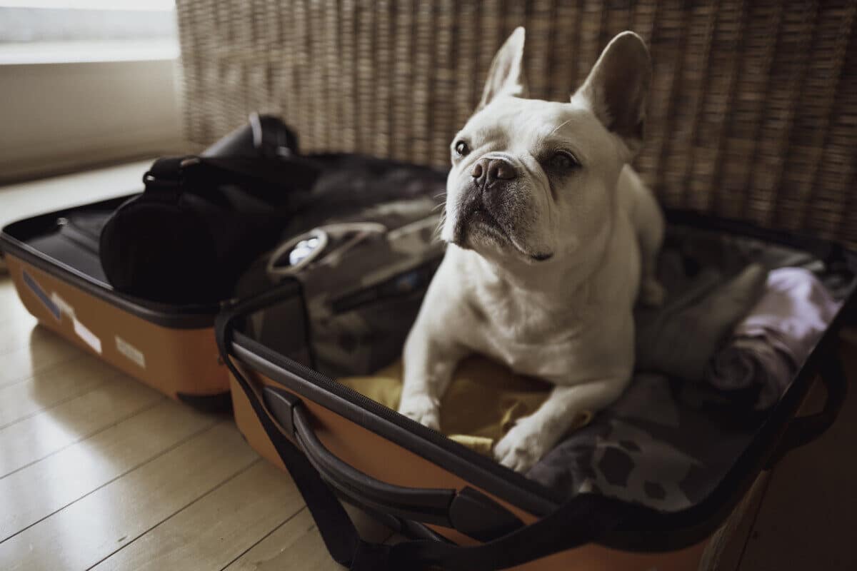 travel with your pet