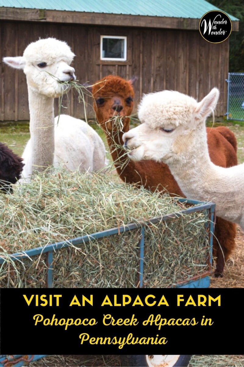 Alpacas are beautiful, intelligent, and gentle creatures. They also have their own personalities. Pohopoco Creek Alpacas is about 40 miles north of Allentown, Pennsylvania and offers a great family outing. Take the entire family to pet alpacas. Remember National Alpaca Farm Days is the last weekend in September!