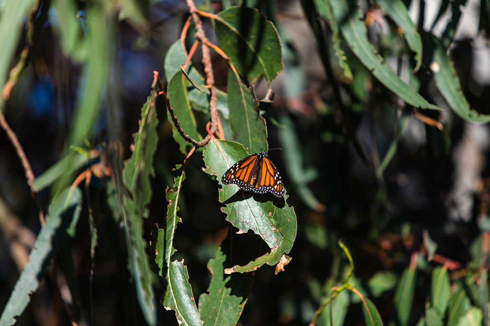 Monarch Butterfly on Eucalyptus Branch © Highway 1 Discovery Route butterflies at Pismo Beach