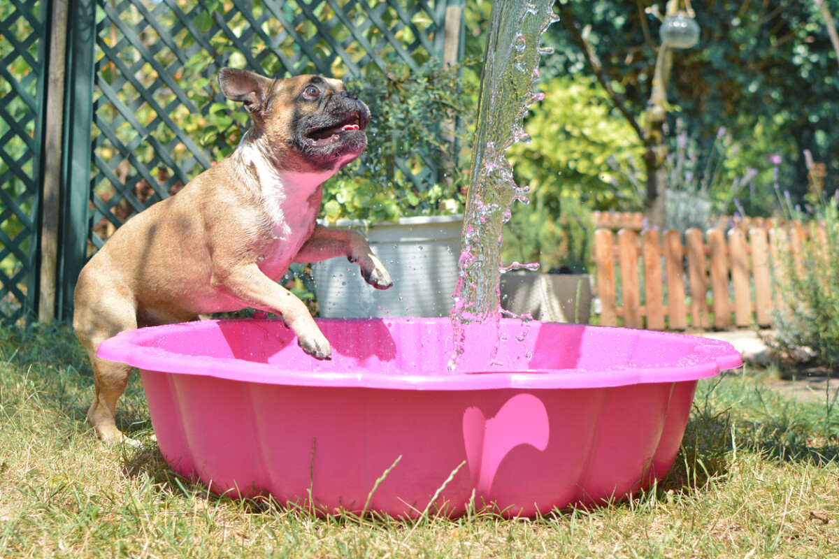 pet products in demand this summer