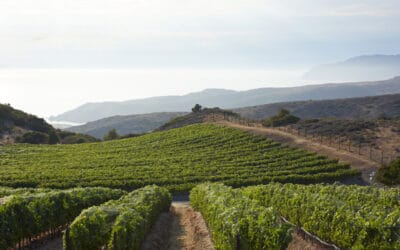 Catalina Island Vineyard: Rusack Vineyards