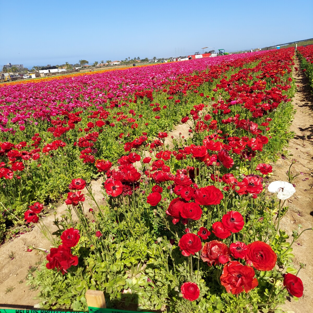 View of Carlsbad Flower Hills