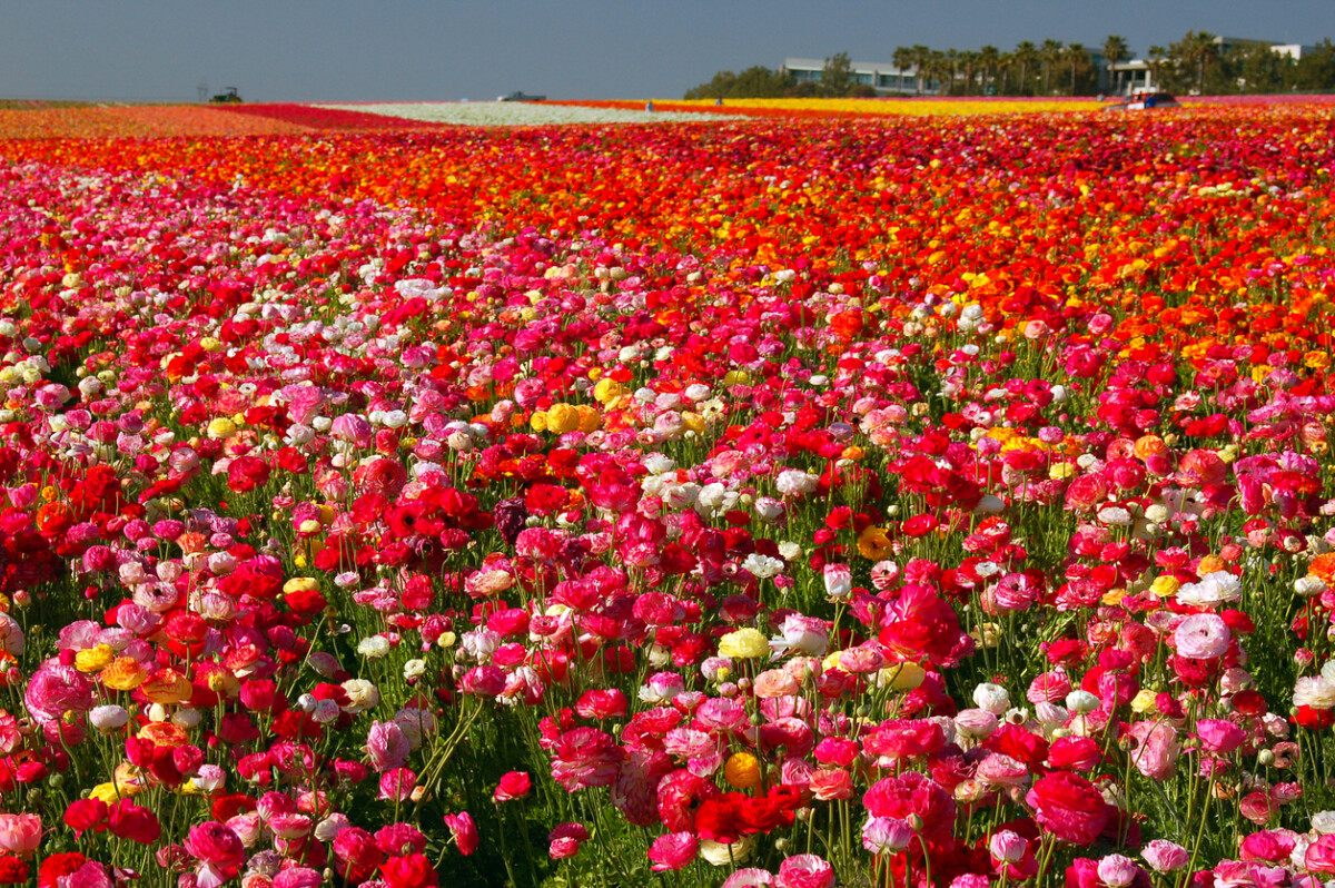 Sightseeing in The Flower Fields of Carlsbad
