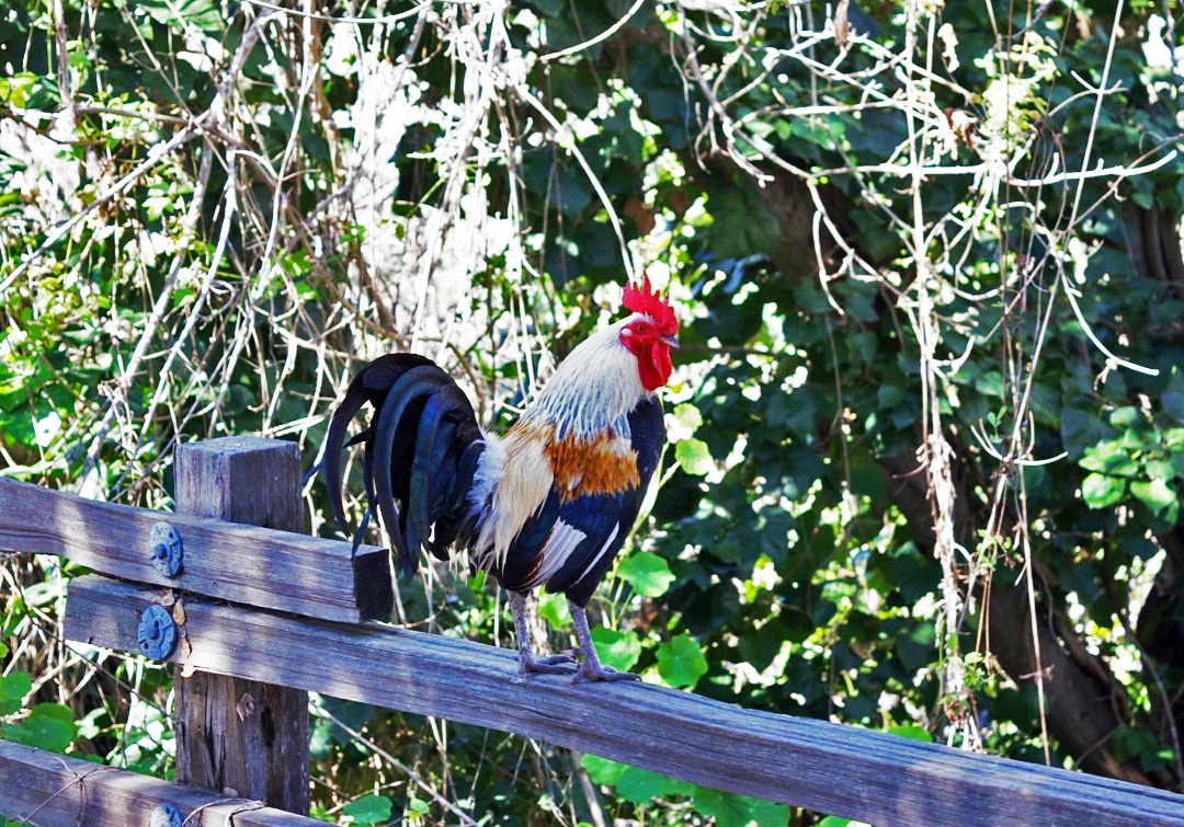Arroyo Grande Local Mascot The Rooster © Cori Solomon