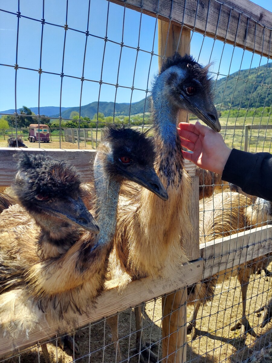Buellton Ostrich Land perfect place to Learn about Ostriches and Emus Photo by Kathy Condon