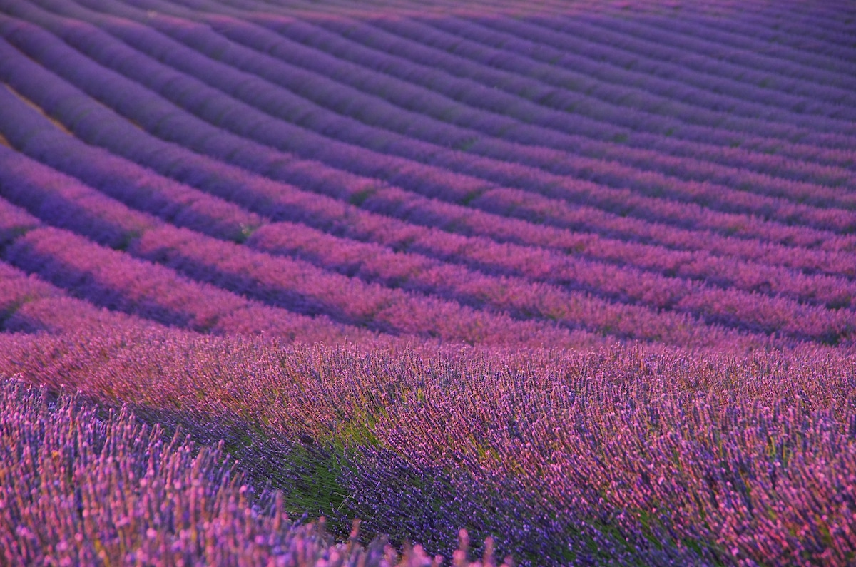 France lavender fields