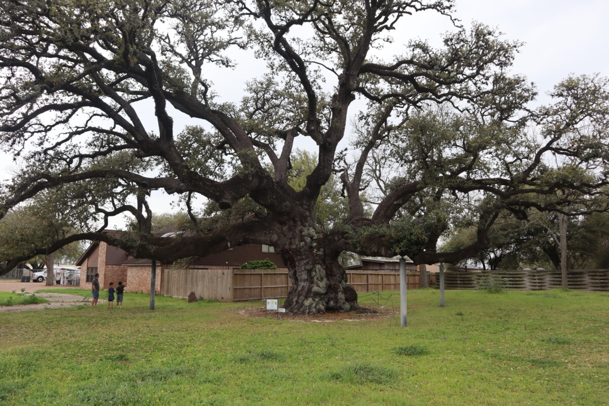 Live Oak tree in Columbus TX