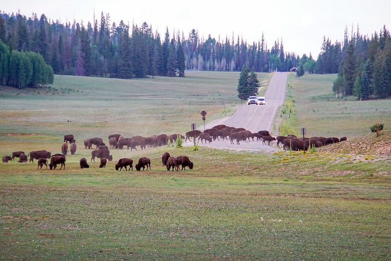 Bison roaming at the North Rim of the Grand Canyon