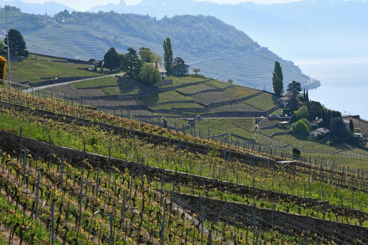 The Lavaux Vineyards are a UNESCO World Heritage Site.