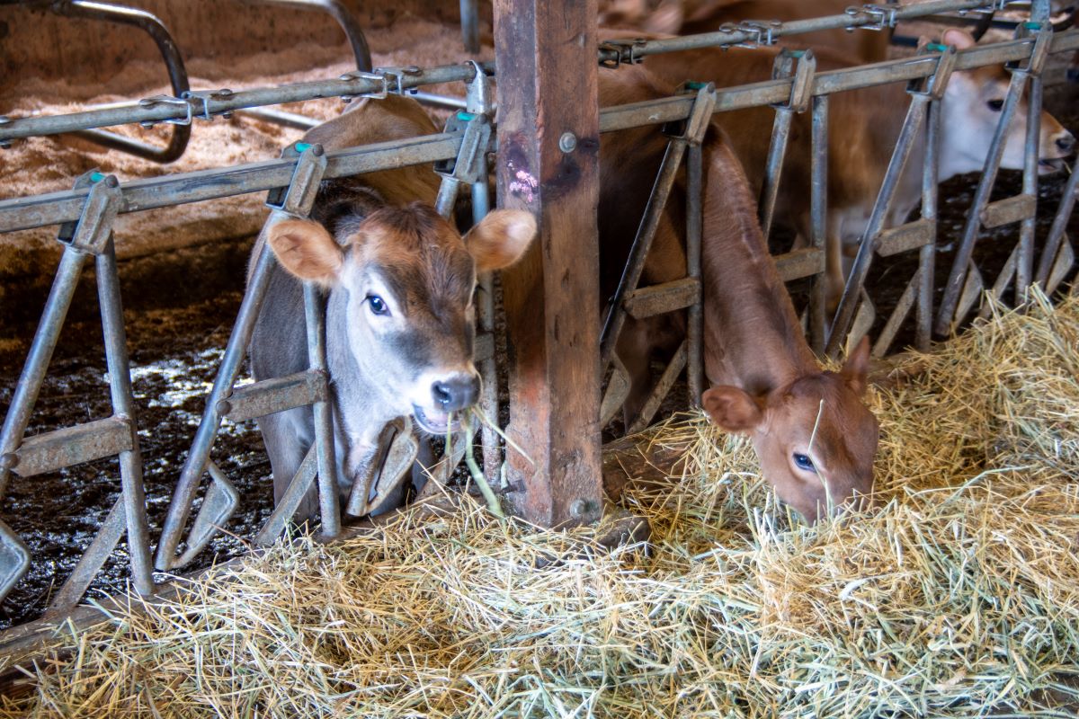 Jersey dairy calves at Double J Jerseys Inc Oregon