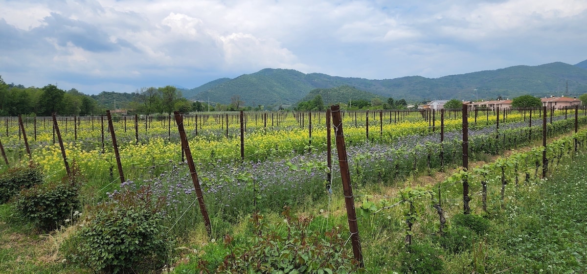 Mosnel is a certified organic vineyard. Photo by Allison Levine