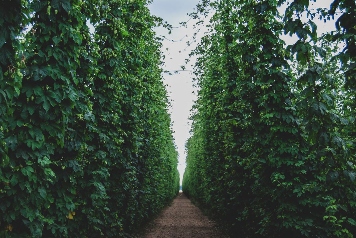 Hops at Scenic Valley Farms on the Marion Farm Loop.