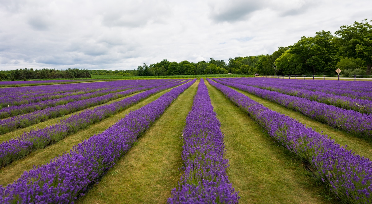 Door County lavender fields