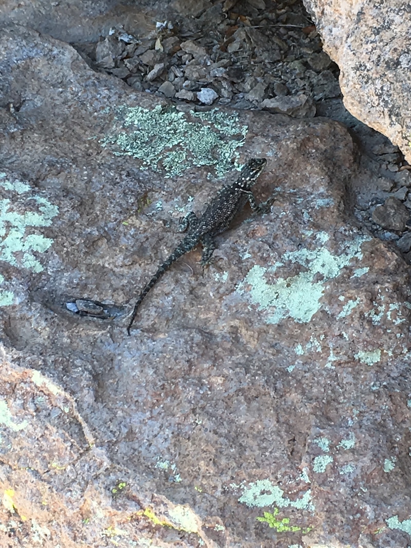 A lizard at Chiricahua National Monument.