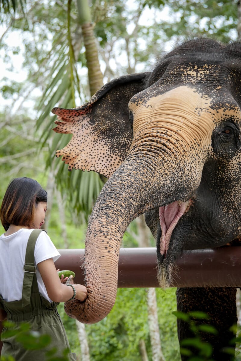 Honeymooning in Phuket and enjoying the Elephant Sanctuary.