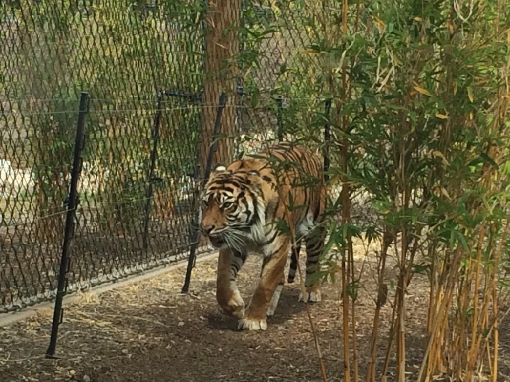 Tiger strolling through bushes at Phoenix Zoo, another great outdoor winter activity in Phoenix.