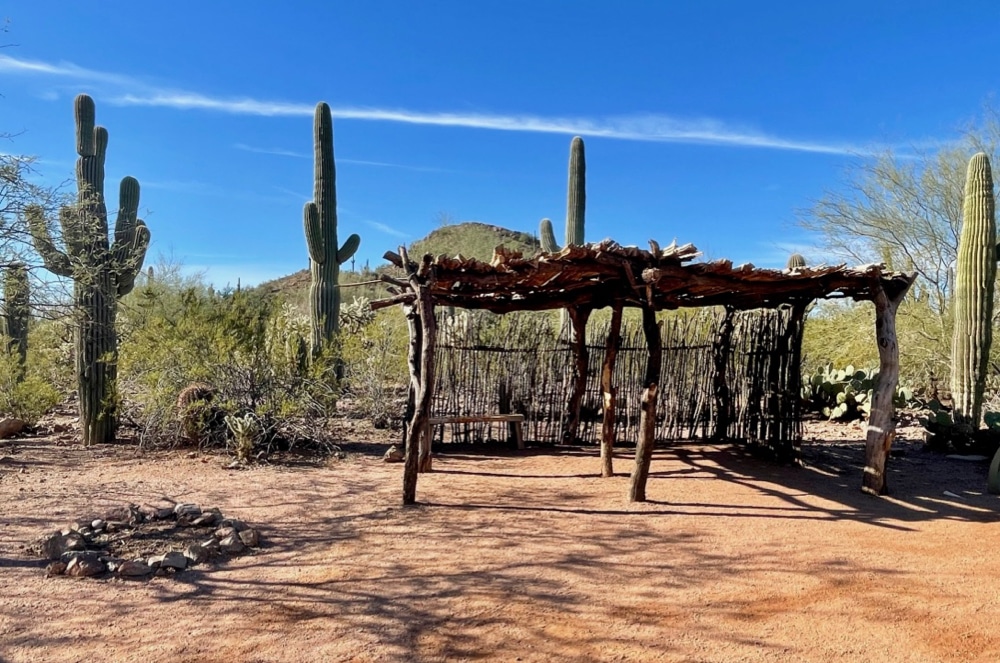 Shade structure made of tree limbs with saguaro cacti.
