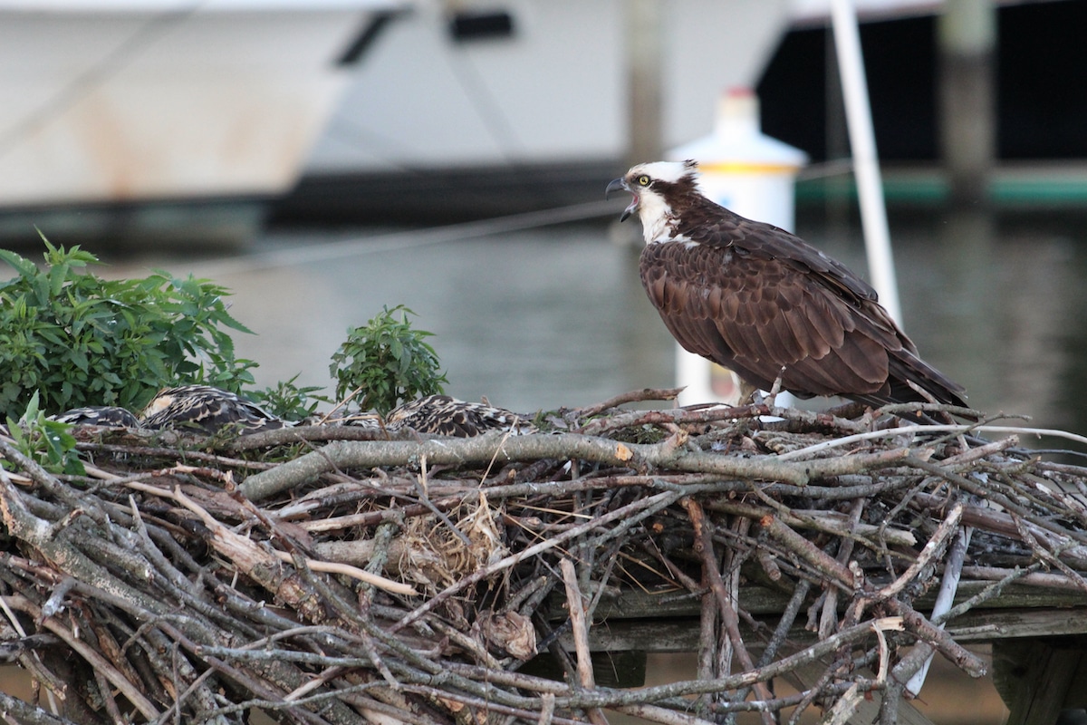 An osprey squawks a warning while watching over its four hunkered-down chicks.