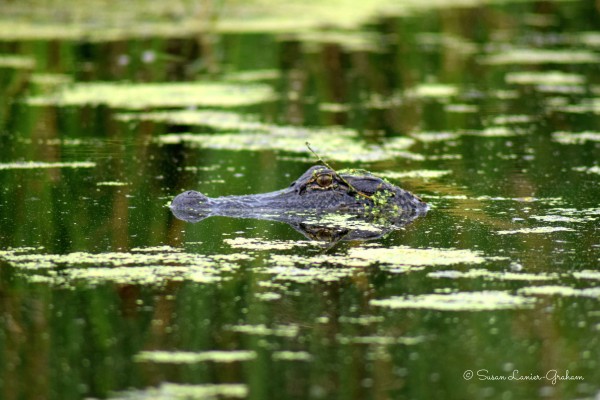 Be on the lookout for alligators in the Everglades. Photo by Susan Lanier-Graham