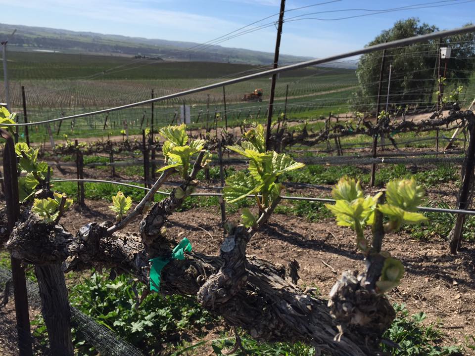 The Best of Wines and Barbecue of Santa Maria Valley