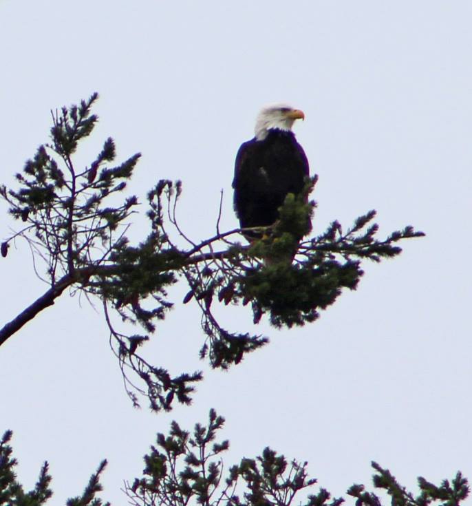 Sequim Washington Eagle