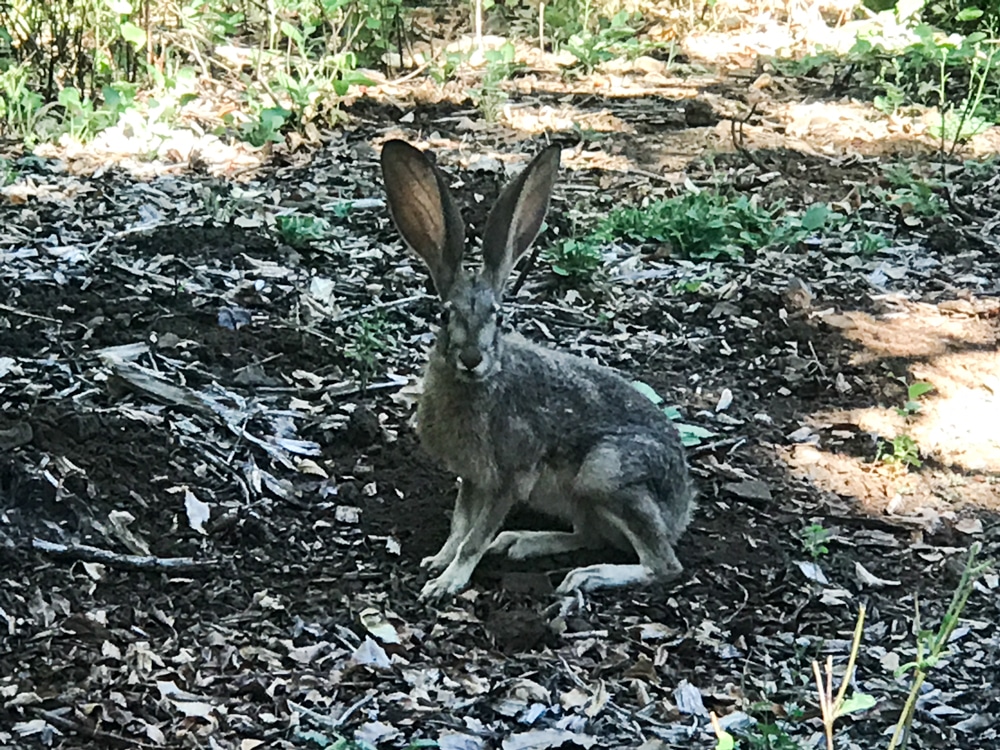 Oregon Garden rabbit near Oregon Garden Resort