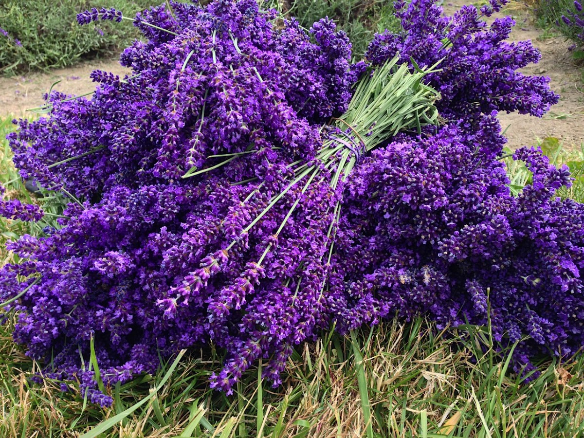 Sequim Washington Lavender