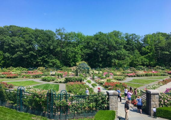 best gardens in North America - NYBG Rose Garden