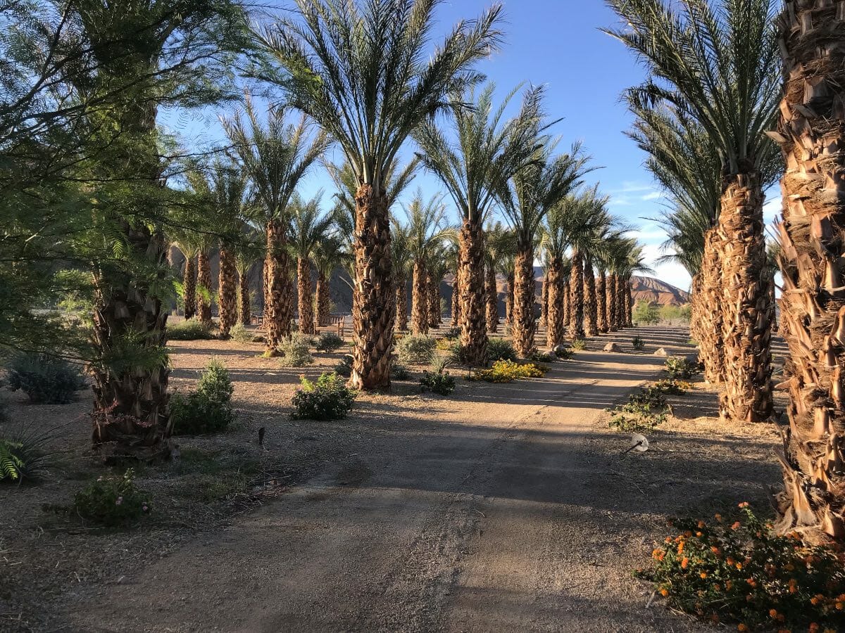 The date palm grove at The Oasis at Death Valley. Photo by Joeann Fossland