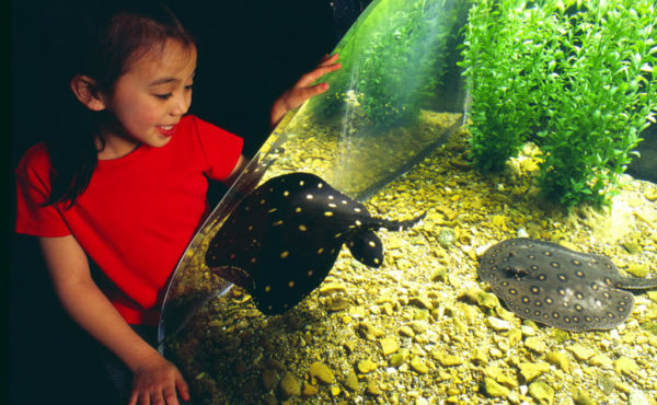 Virtual visit Tennessee Aquarium