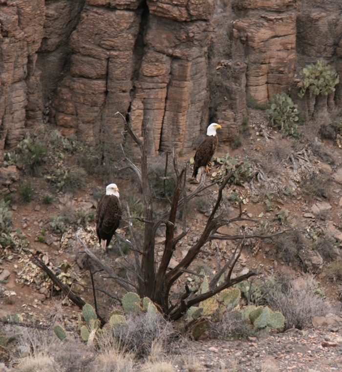 Arizona Eagles - Fall Colors in the Southwest