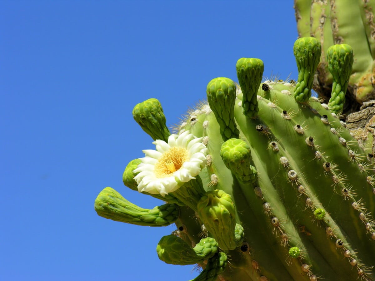 saguaro cactus Phoenix Sonoran Desert Arizona