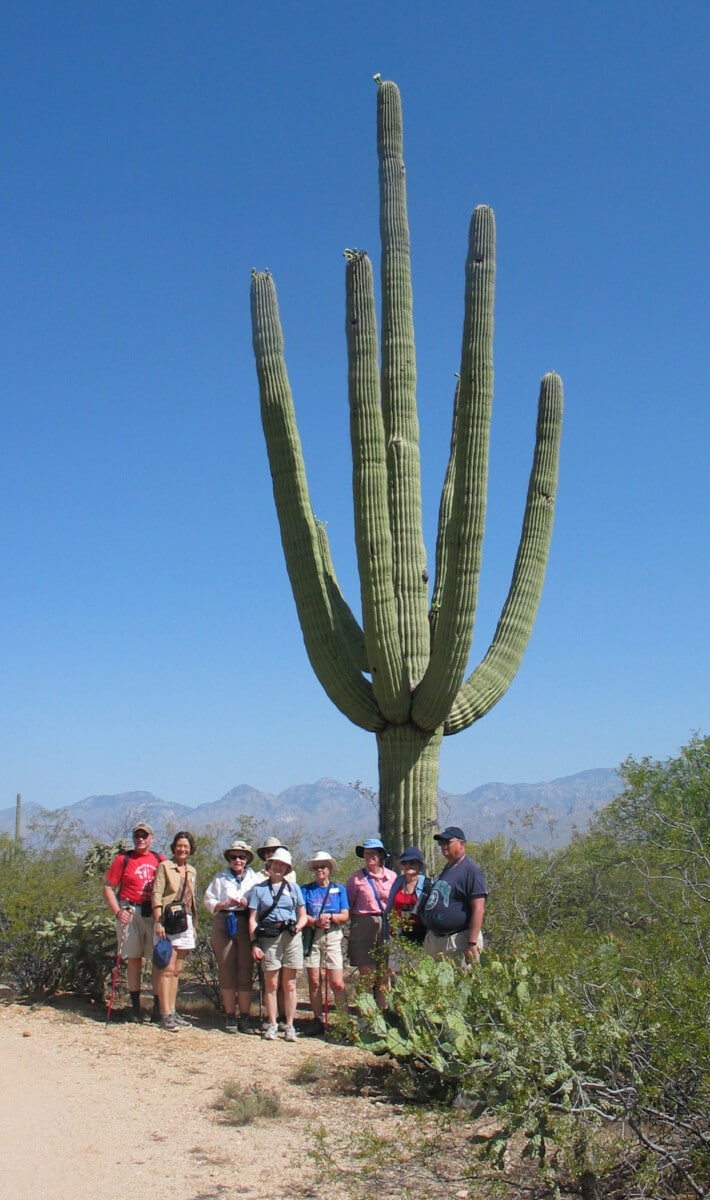 Saguaro National Park - Saguaro cactus