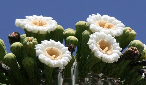 Saguaro Blossoms