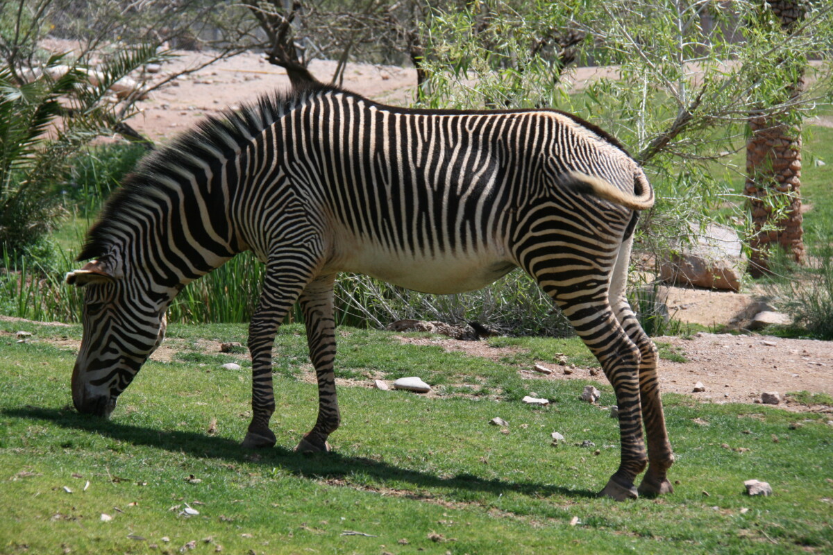 Phoenix Zoo: A World of Animals and Attractions | Wander With Wonder