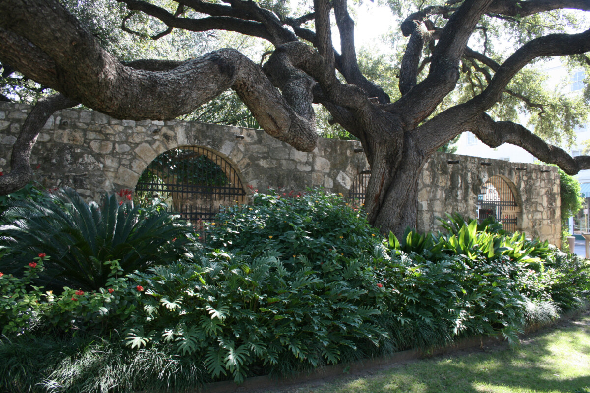 Alamo Walls