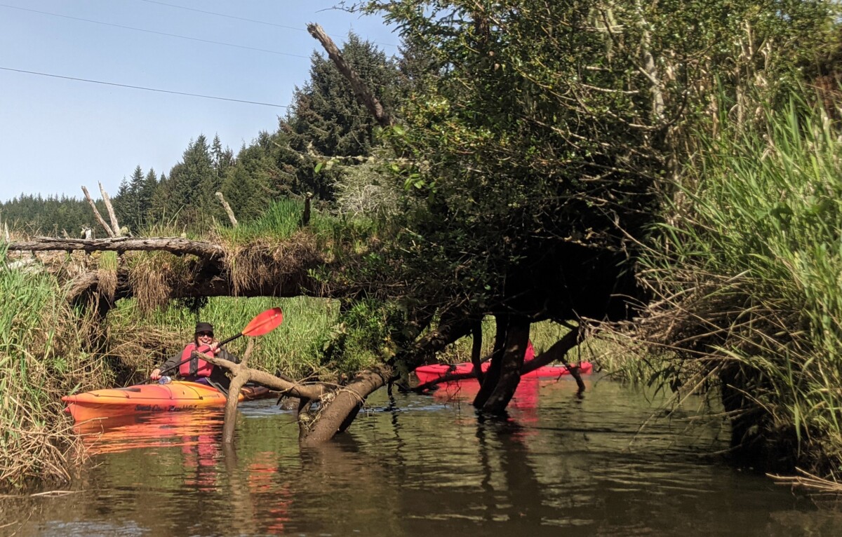 Maneuvering a kayak under a fallen tree is an adventurous thing to do in Coos Bay.