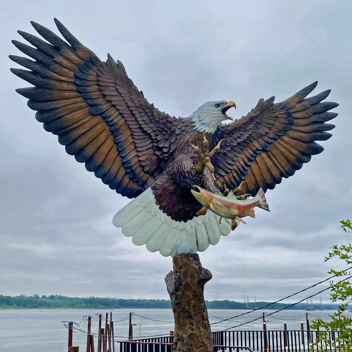 Eagle on the Columbia