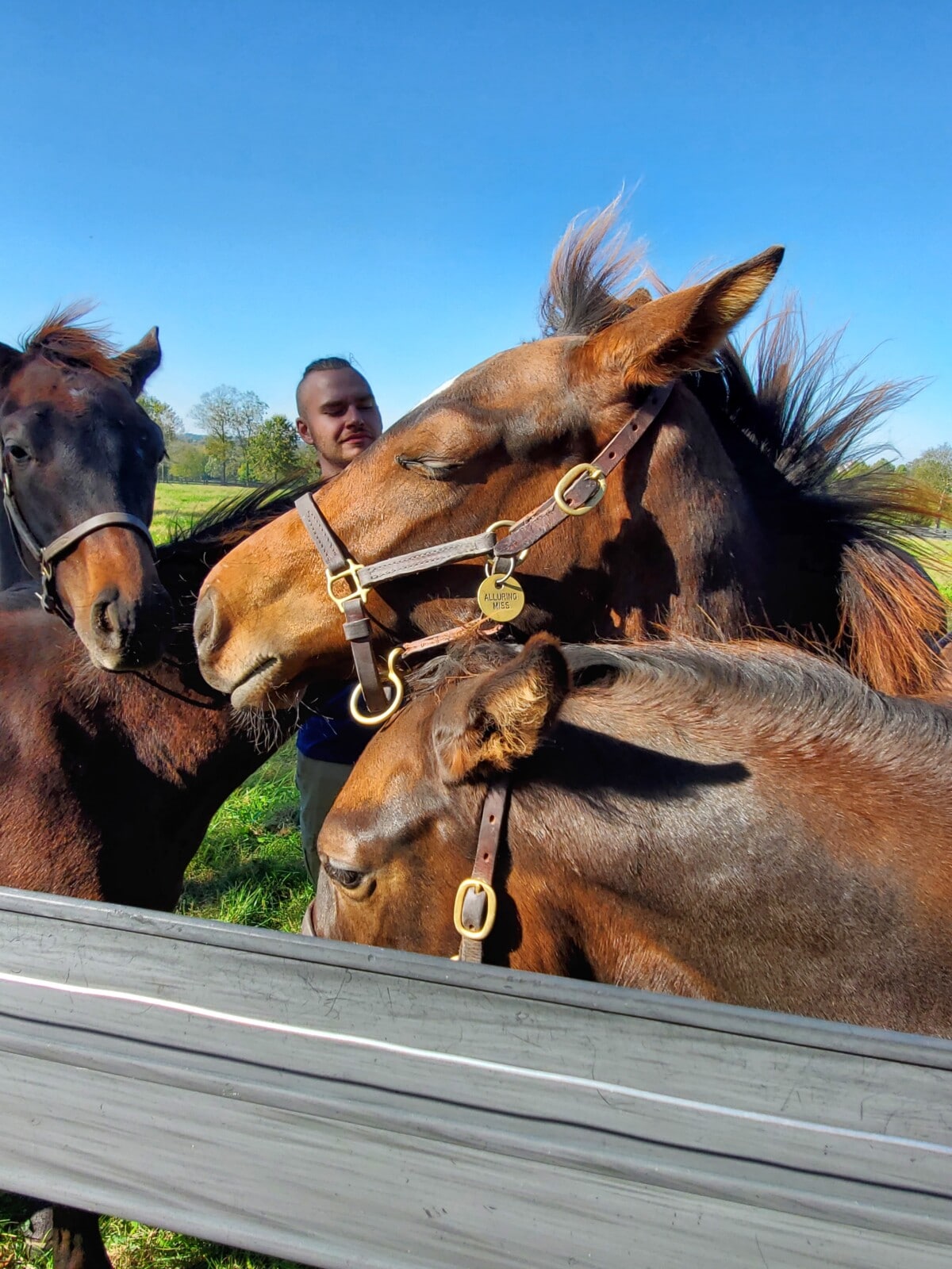 Horses at Jonabell Farm in Lexington