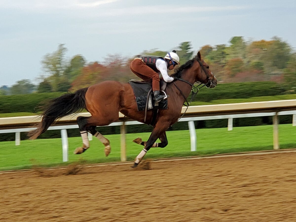 Racehorse at Keeneland