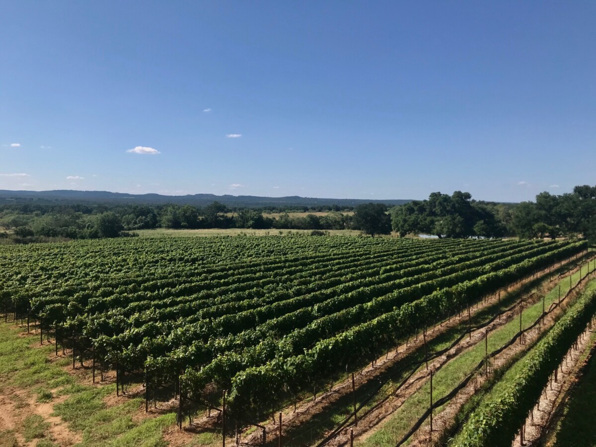 Vineyards near Fredericksburg © Penny Sadler