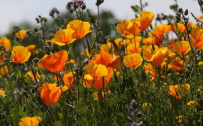The Best Arizona Spring Wildflower Spots