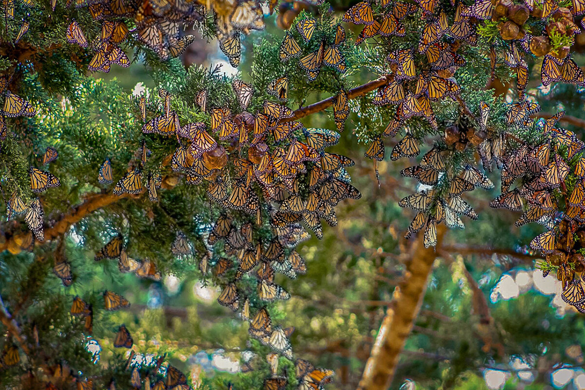 Monarch Butterflies © Hightway 1 Discovery Route