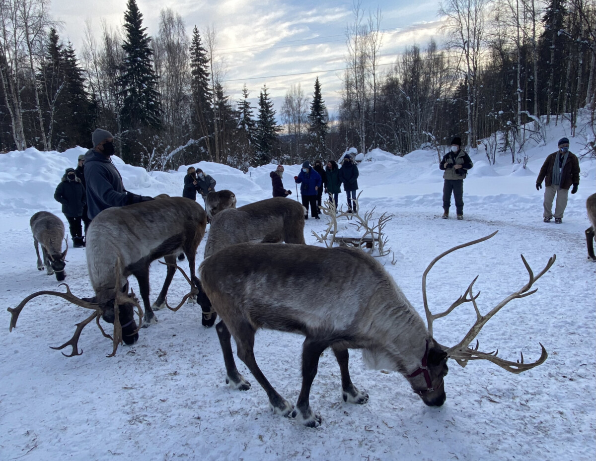 Walking with the reindeer. 