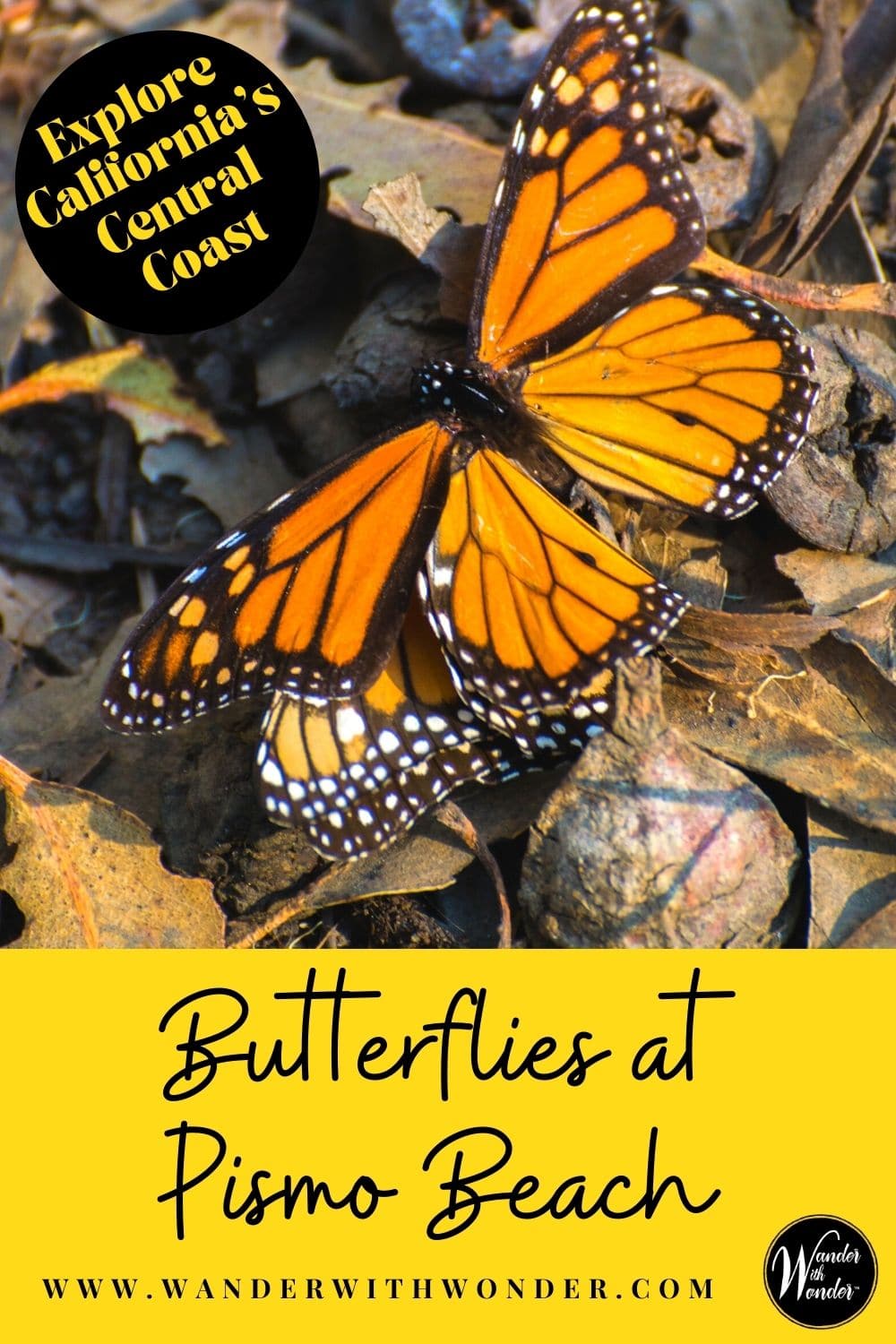 Visiting the butterflies at Pismo Beach Monarch Grove as they migrate through California every October through February is a wow moment you won't likely forget. Here's what you need to know to visit the butterflies in their winter habitat along the California Coast.