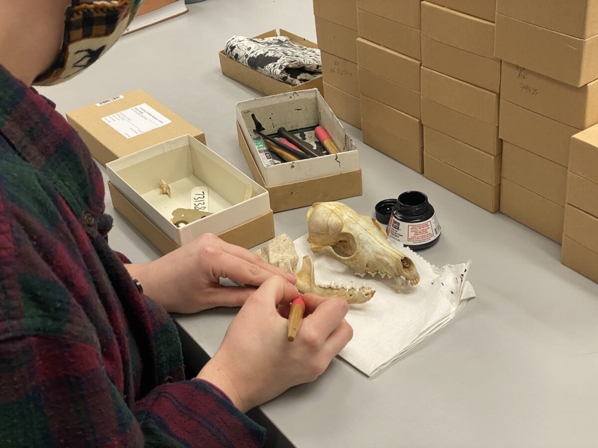 Researchers work on bones at the University of Alaska Museum of the North.