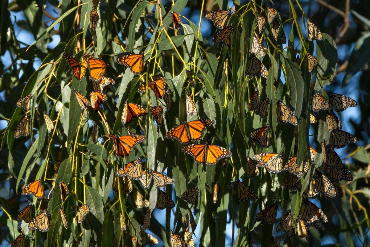 butterflies in a eucalyptus tree at Pismo Beach